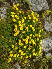 Potentilla eriocarpa