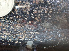 Spirobranchus triqueter