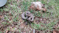 Crotalus morulus
