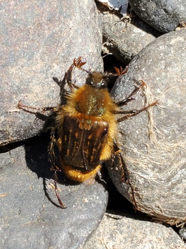 Lichnanthe rathvoni photo 2