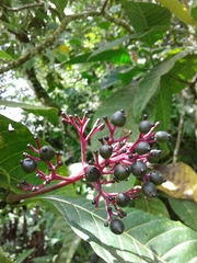 Palicourea guianensis