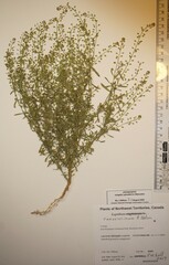 Lepidium ramosissimum