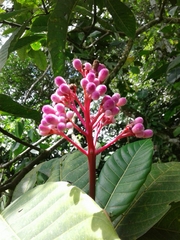 Palicourea guianensis