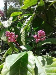 Palicourea guianensis