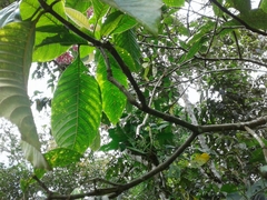 Palicourea guianensis