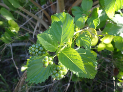 Lantana × strigocamara