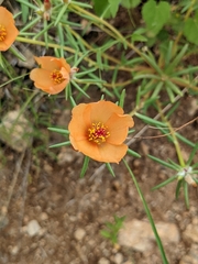 Portulaca suffrutescens