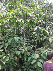 Palicourea guianensis