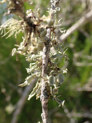 Ramalina stenospora