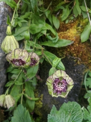 Silene helleboriflora