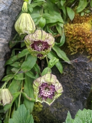 Silene helleboriflora