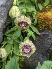 Silene helleboriflora