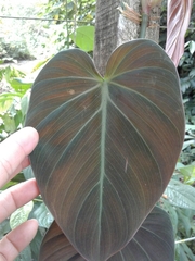 Philodendron