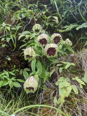 Silene helleboriflora