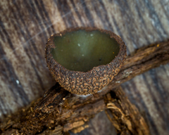 Plicariella