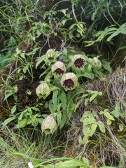 Silene helleboriflora