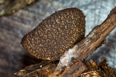 Plicariella