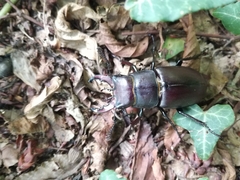 Lucanus tetraodon