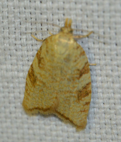 Yellow Oak Button, photo 3 of 10
