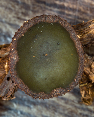 Plicariella
