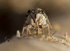 Cicada barbara