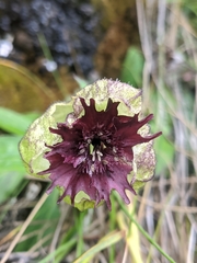 Silene helleboriflora