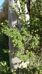 Pimelea serpyllifolia