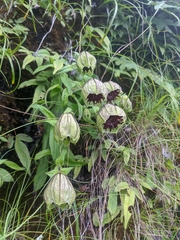 Silene helleboriflora