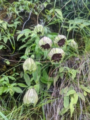 Silene helleboriflora