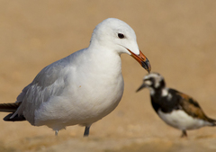 Ichthyaetus audouinii