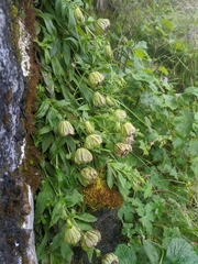 Silene helleboriflora