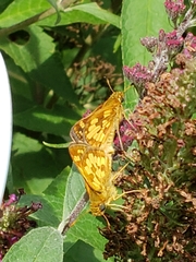 Polites peckius