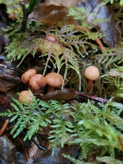 Cudonia confusa