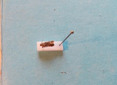 Chionodes thoraceochrella