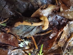 Cudonia confusa
