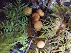 Cudonia confusa