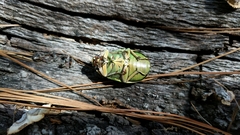 Chrysina donthomasi