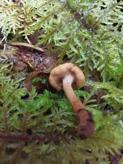 Cudonia confusa