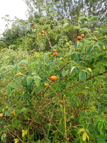 Image of Rosa dumalis by (c) Vladimír Fuka, some rights reserved (CC BY)