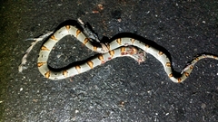 Lampropeltis leonis
