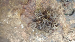 Cystoseira compressa