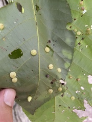 Caryomyia glauciglobus