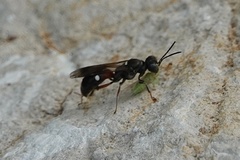 Alysson spinosus