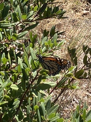 Danaus plexippus