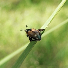 Callirhinus metallescens