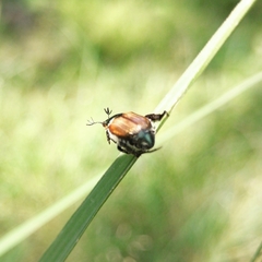 Callirhinus metallescens