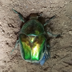 Protaetia speciosissima