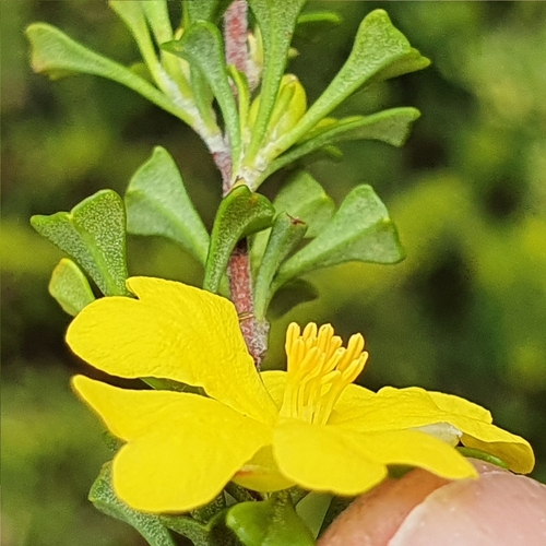 Image of Hibbertia monogyna by (c) ronavery, some rights reserved (CC BY)
