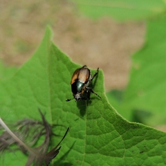 Callirhinus metallescens