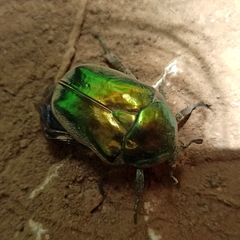 Protaetia speciosissima